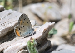 Cyaniris semiargus helena
