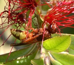 Rhynchium oculatum