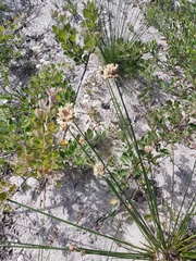 Hellmuthia membranacea