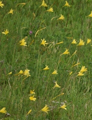 Hemerocallis minor