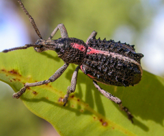 Leptopius clavus