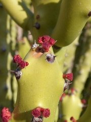 Euphorbia caducifolia