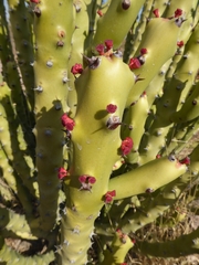 Euphorbia caducifolia