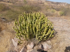 Euphorbia caducifolia