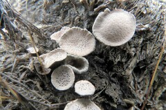 Poronia punctata