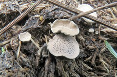 Poronia punctata