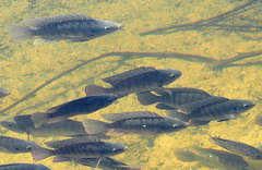 Oreochromis niloticus