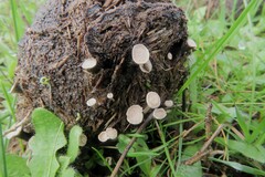 Poronia punctata