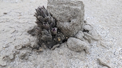Aphyllon cooperi