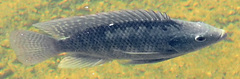 Oreochromis niloticus