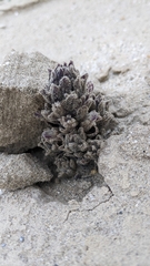 Aphyllon cooperi