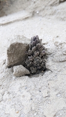 Aphyllon cooperi