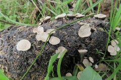 Poronia punctata