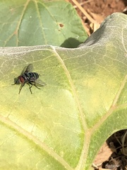 Chrysomya marginalis