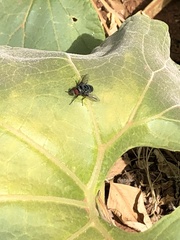 Chrysomya marginalis