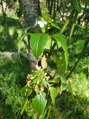 Phyllostegia ambigua