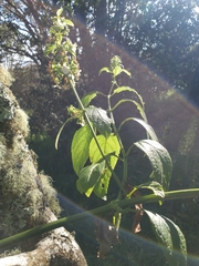 Phyllostegia ambigua