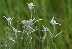 Leontopodium leontopodioides
