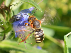 Rhodanthidium septemdentatum