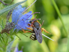 Rhodanthidium septemdentatum