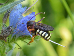Rhodanthidium septemdentatum