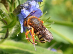 Rhodanthidium septemdentatum