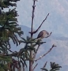 Streptopelia orientalis