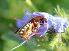 Rhodanthidium septemdentatum
