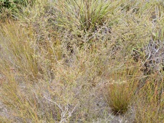 Kunzea sulphurea