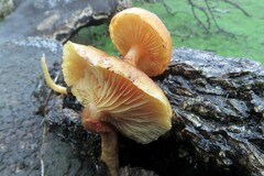 Gymnopilus suberis