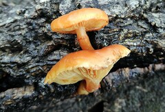 Gymnopilus suberis
