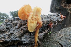 Gymnopilus suberis
