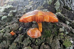 Gymnopilus suberis