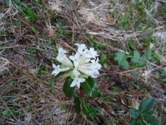 Daphne blagayana