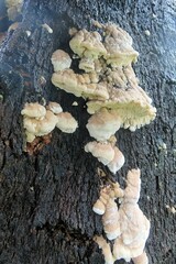 Cerrenaceae