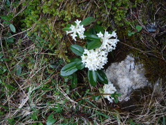 Daphne blagayana