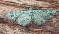 Pasiphila rectangulata