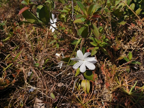 Jasminum nobile observed 2023-01-18
