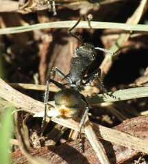 Polyrhachis vermiculosa