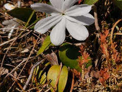 Jasminum grandiflorum
