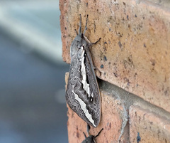 Abantiades latipennis