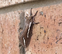 Abantiades latipennis