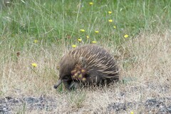 Tachyglossus aculeatus setosus