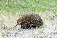 Tachyglossus aculeatus setosus