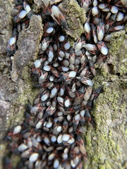 Oxycarenus lavaterae