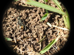 Polyrhachis vermiculosa