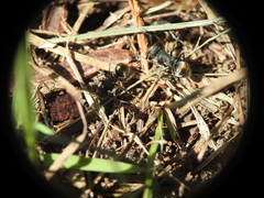 Polyrhachis vermiculosa