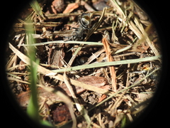 Polyrhachis vermiculosa