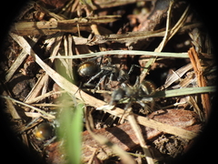 Polyrhachis vermiculosa