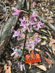 Dipodium pardalinum